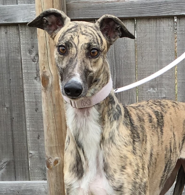 light brindle greyhound