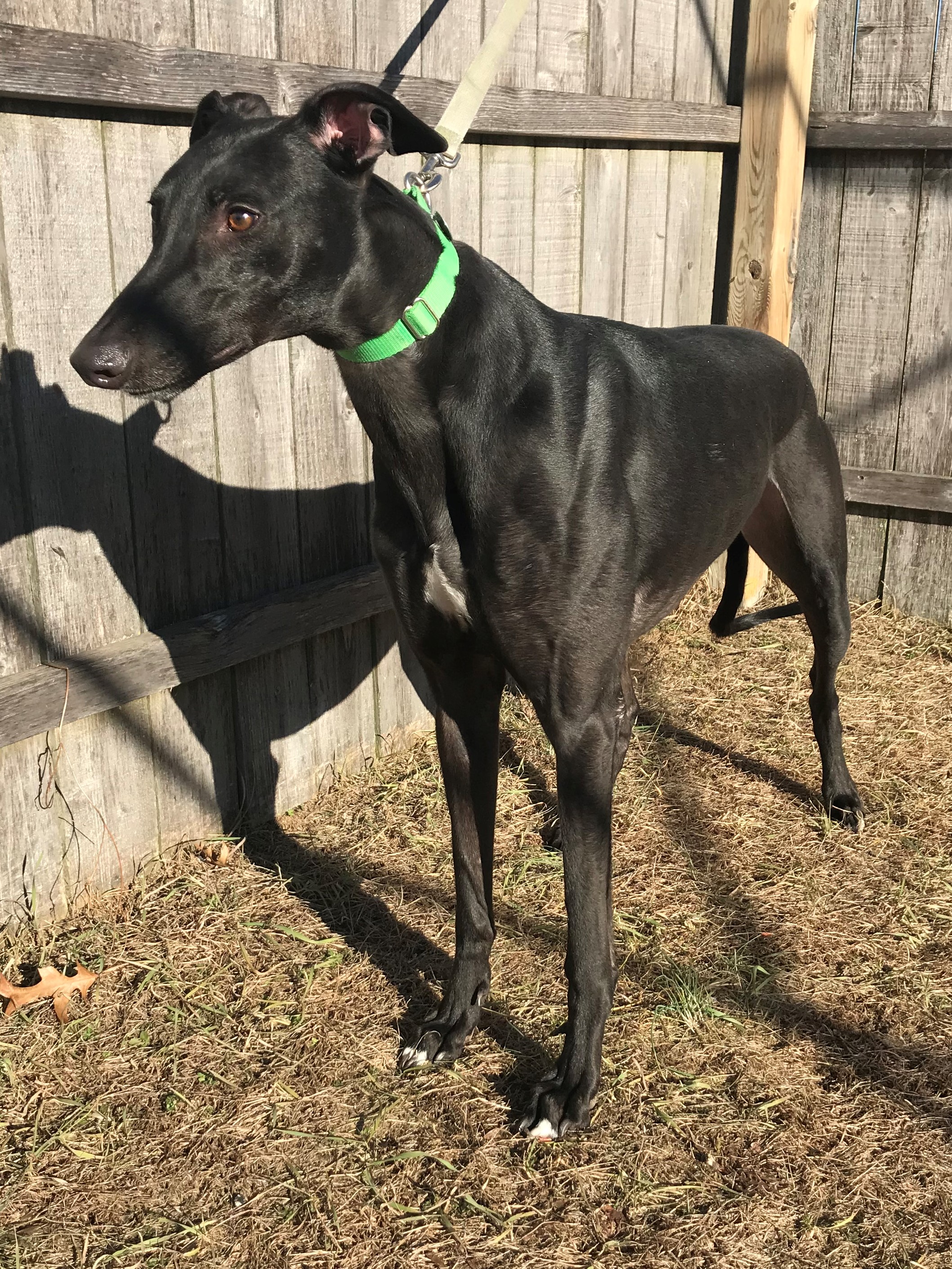 Lavar Arrington Allies for Greyhounds