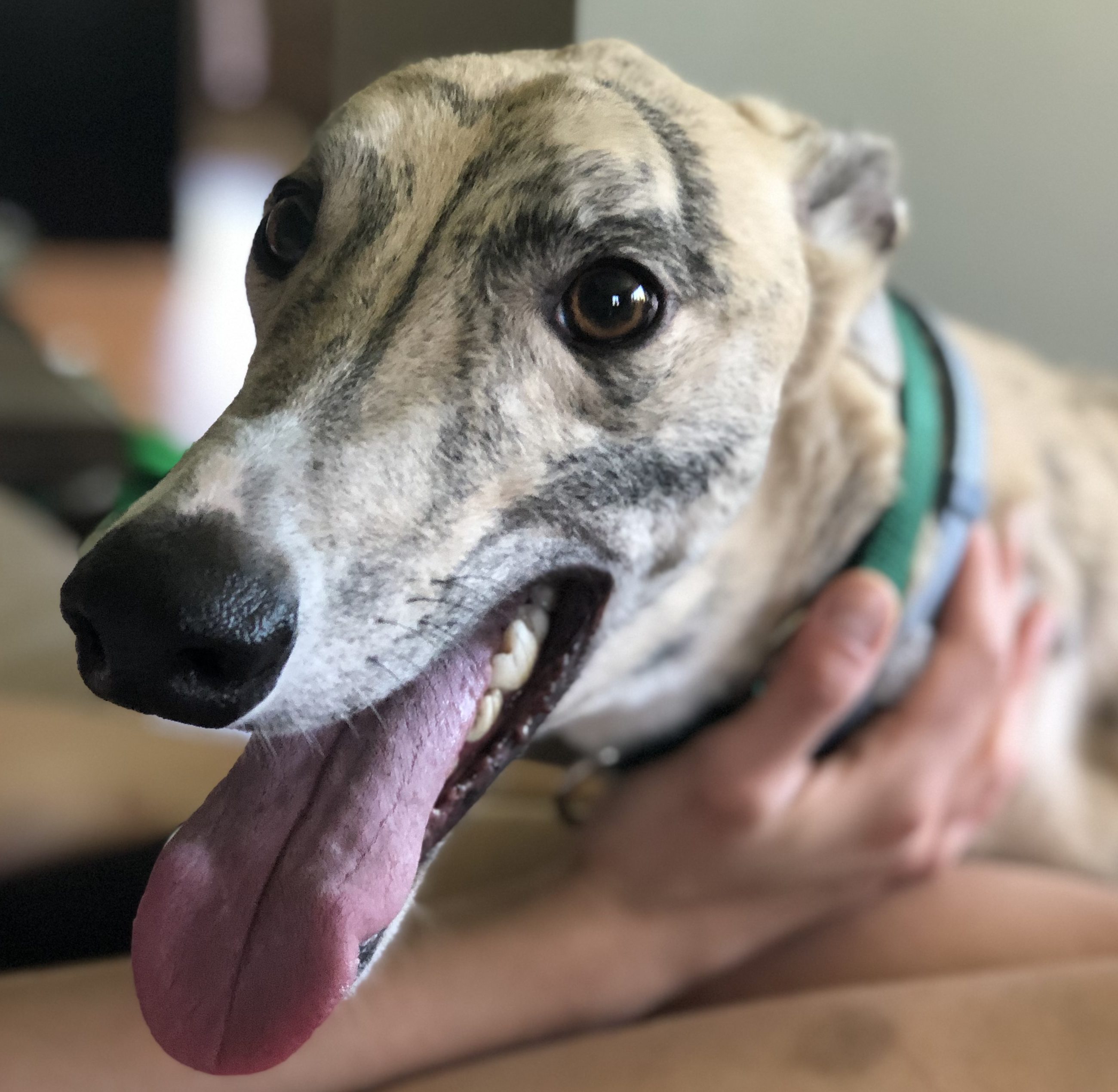 light brindle greyhound